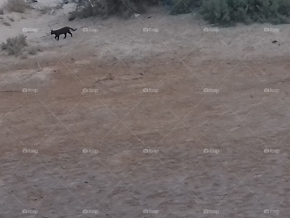 Sand, No Person, Beach, Water, Outdoors