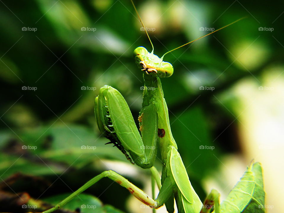 kiss me. my best photo of a mantis on best pose