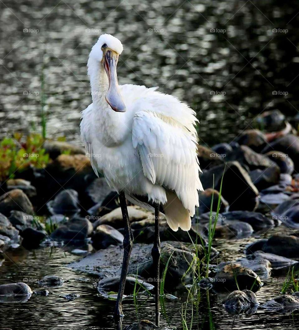 Close up on a Spoonbill bird which seems to be having a quiet stroll among the rocks of the edge of the pond of Riantec