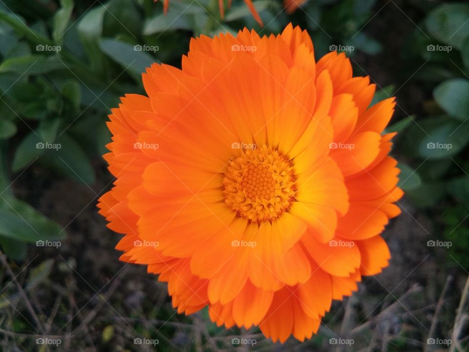 Beautiful flowers Calendula officinalis, the pot marigold, ruddles, common marigold or Scotch marigold, is a plant in the genus Calendula of the family Asteraceae.