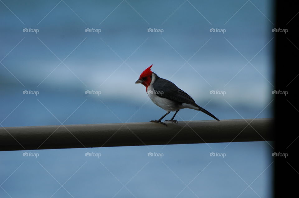 Hawaiian Cardinal