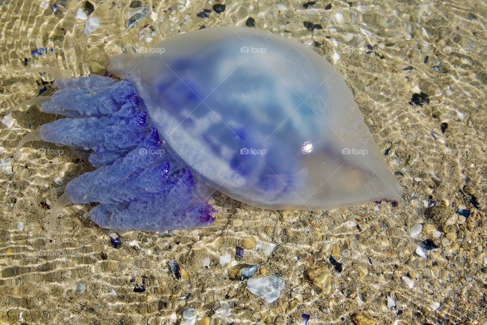 Медуза плавающая в прозрачной воде 