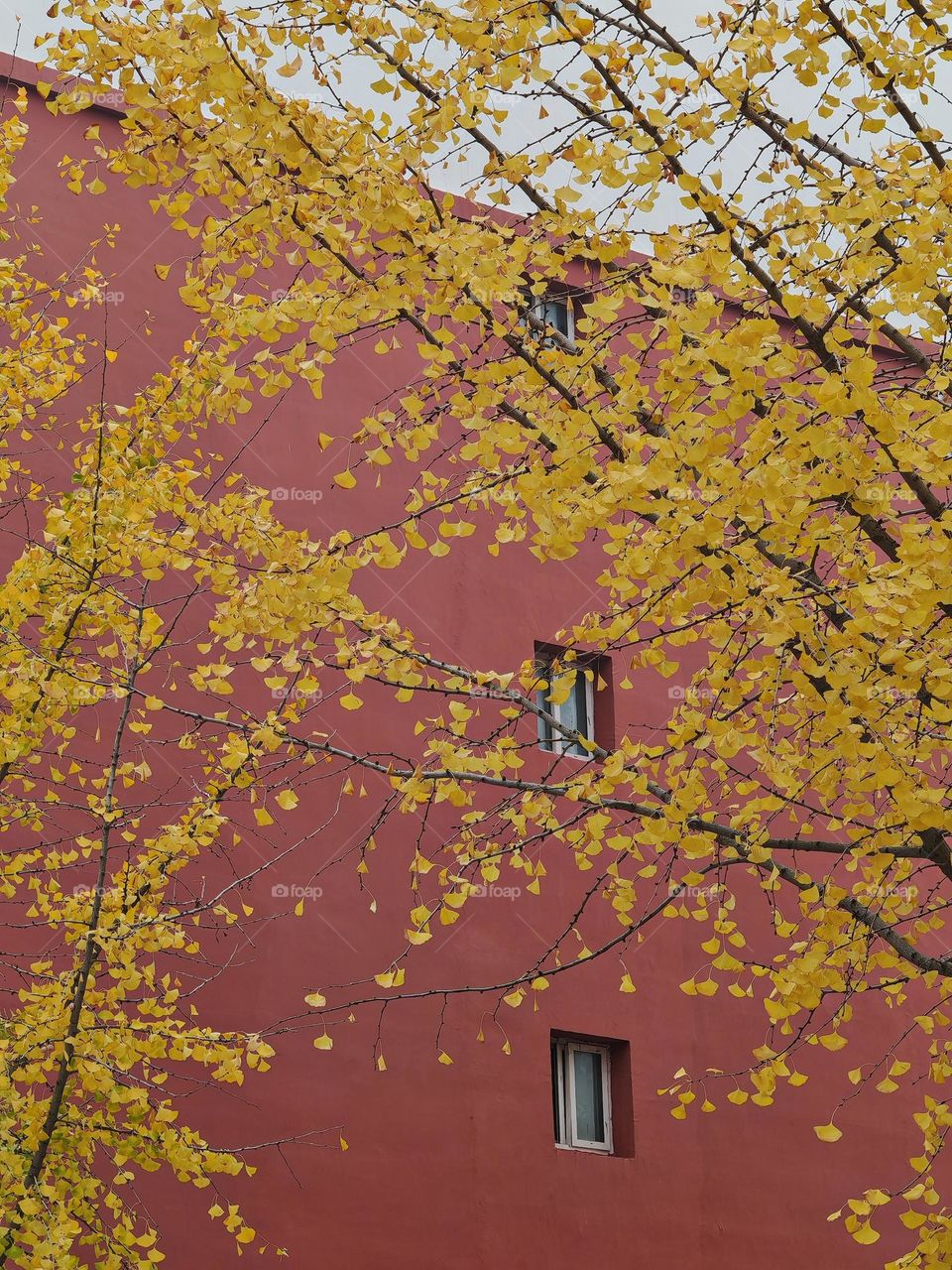 This photo was taken in China and is intended for commercial use.The photo highlights the golden leaves of an autumn ginkgo tree, which are made even more beautiful against a backdrop of red walls.