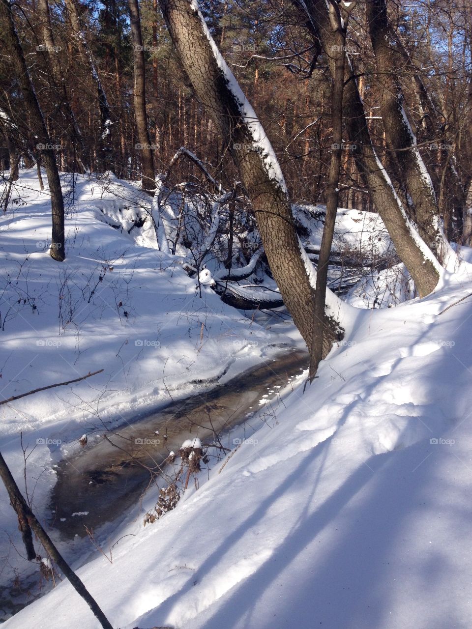 Winter in the forest