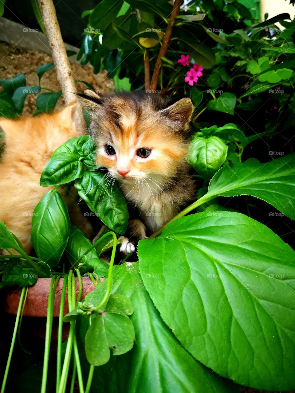 Kitten