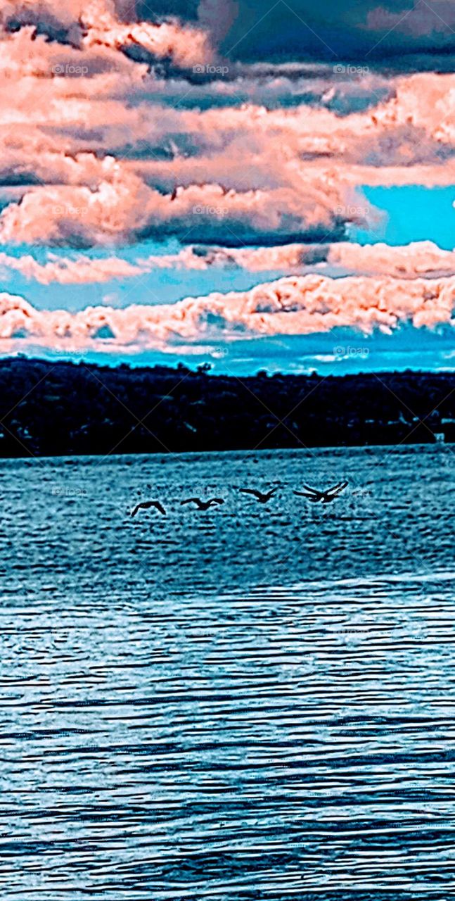 Geese on the Lake