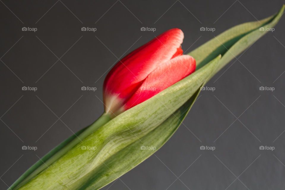 Simple beauty of a red tulip.