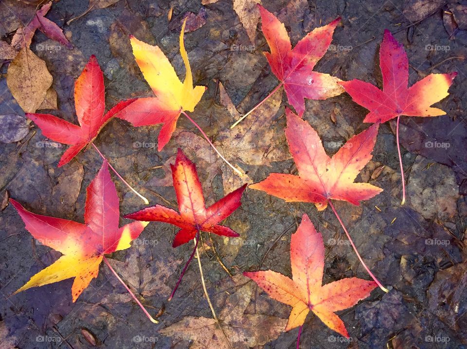 Colourful autumn leaves fallen on the ground