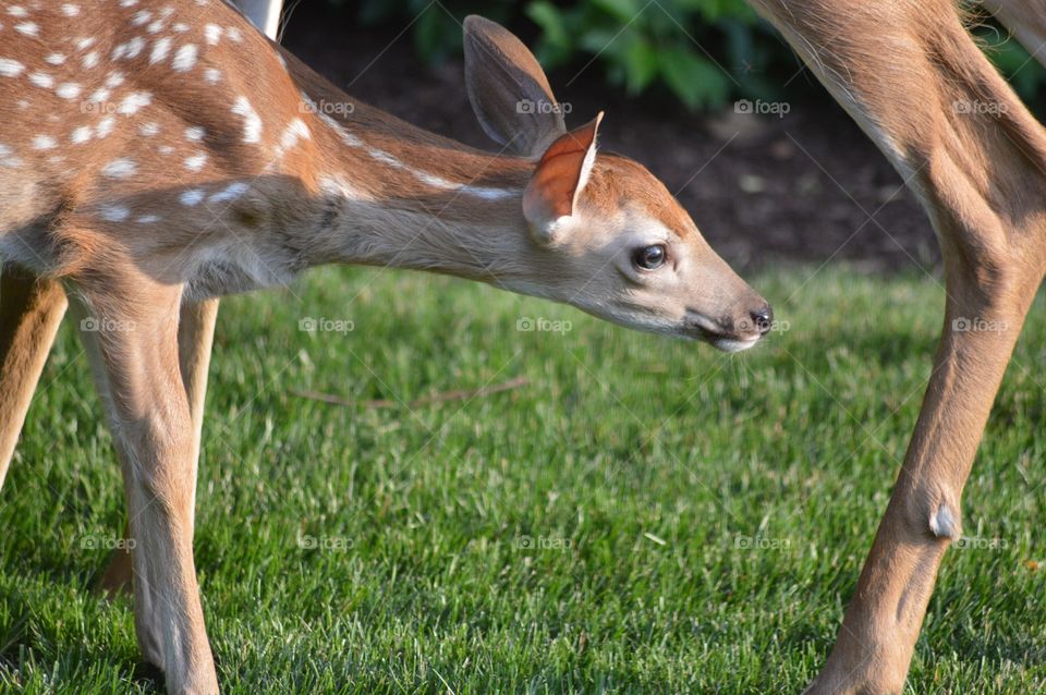 Deer and baby