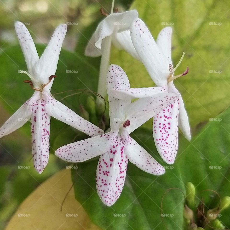 flowers