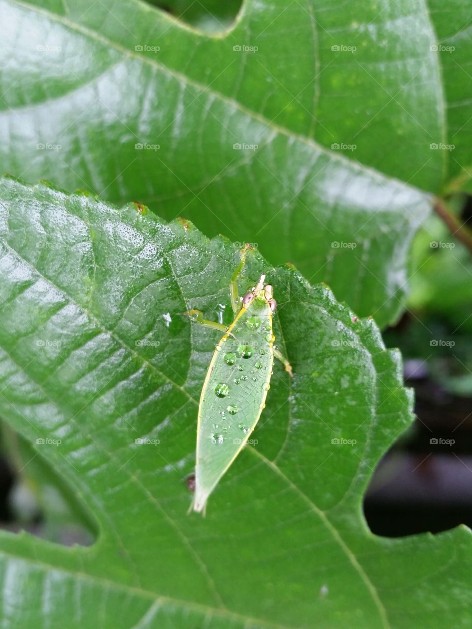 Green Tree Cricket