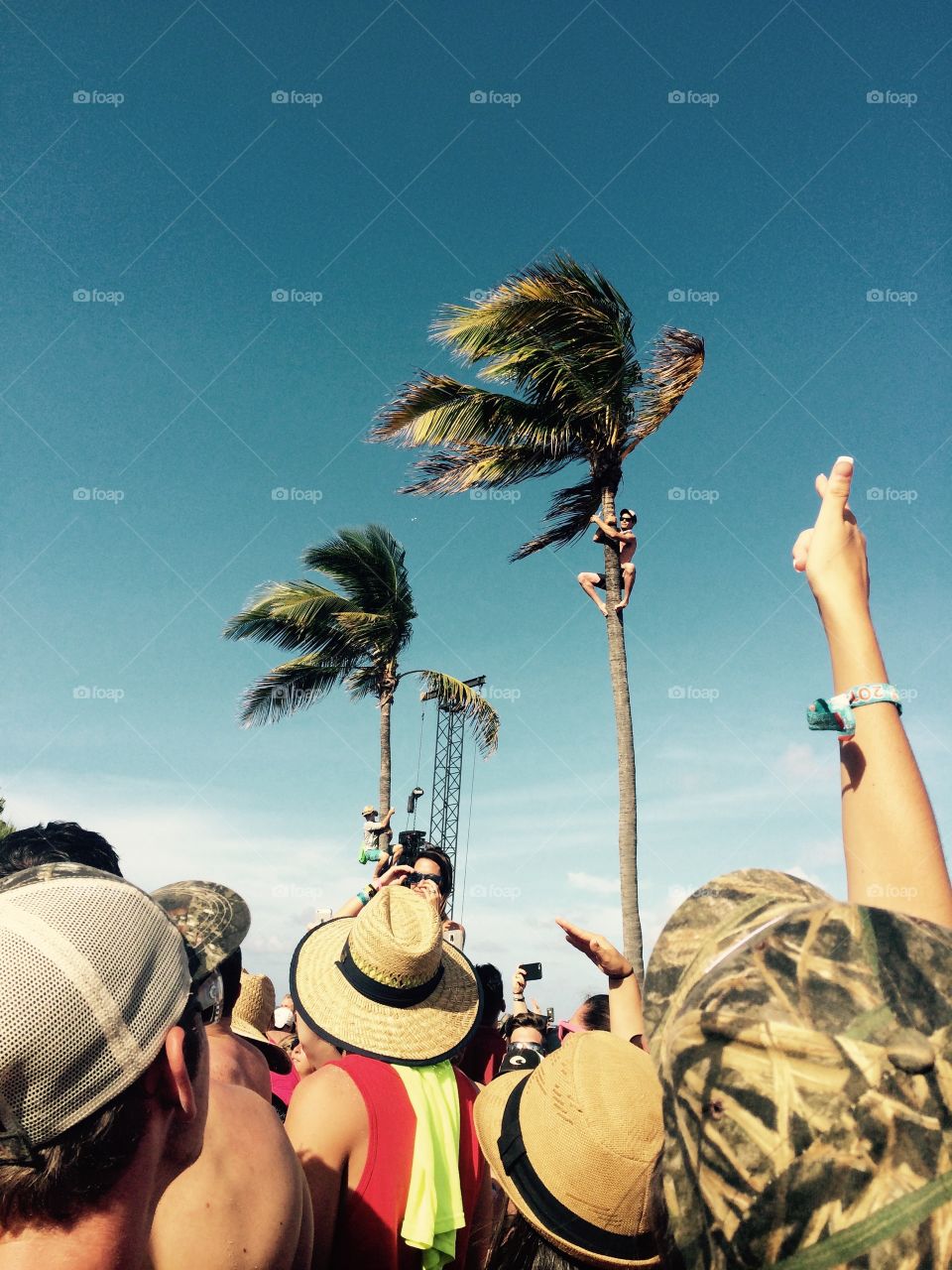 People climbing palm trees at Tortuga Music Festival, a country music festival in Fort Lauderdale, Florida