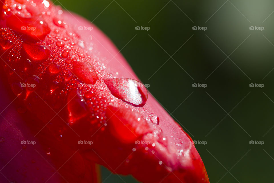 flower petal and water drops.  amazing combination