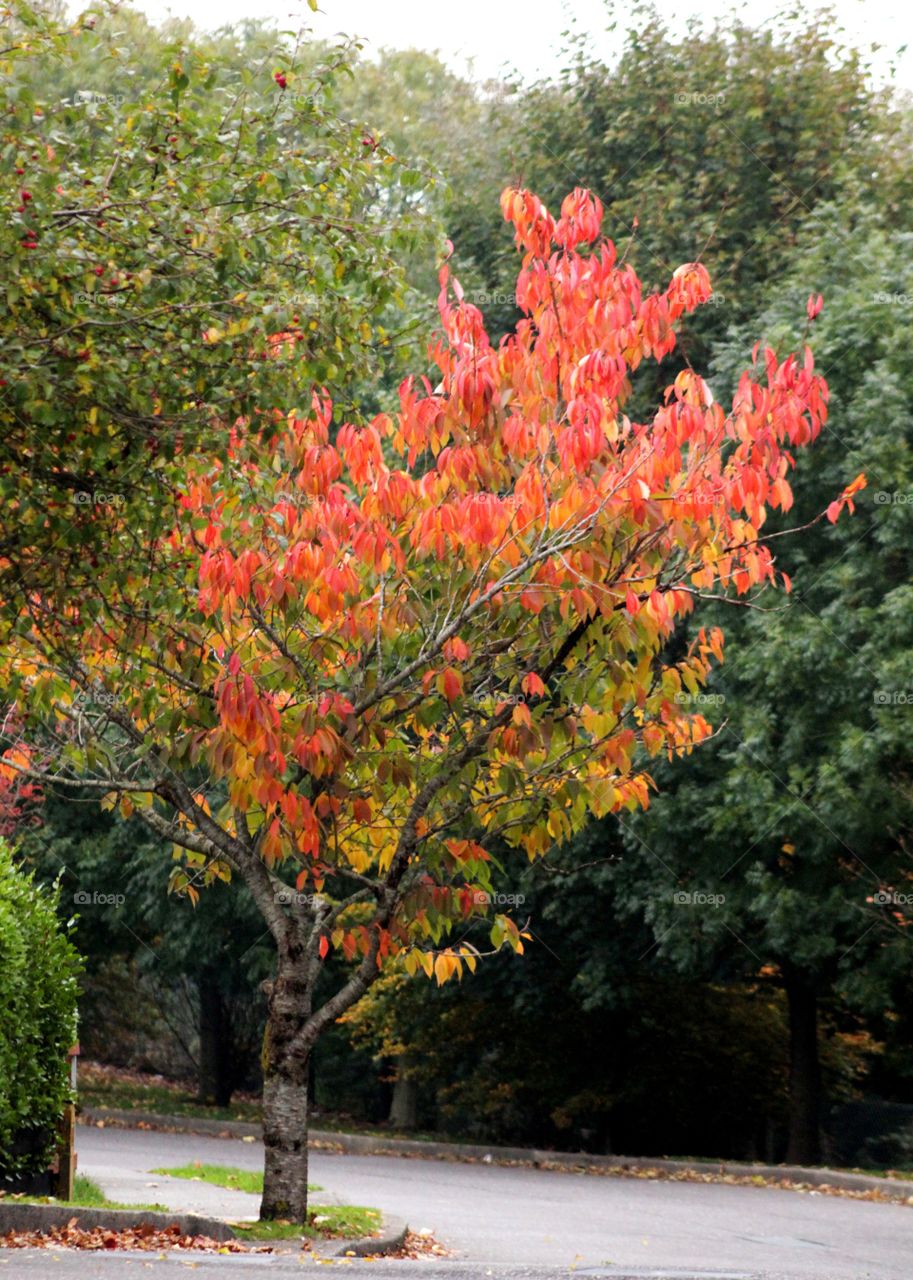 Autumn, autumn colors, tree, leaves
