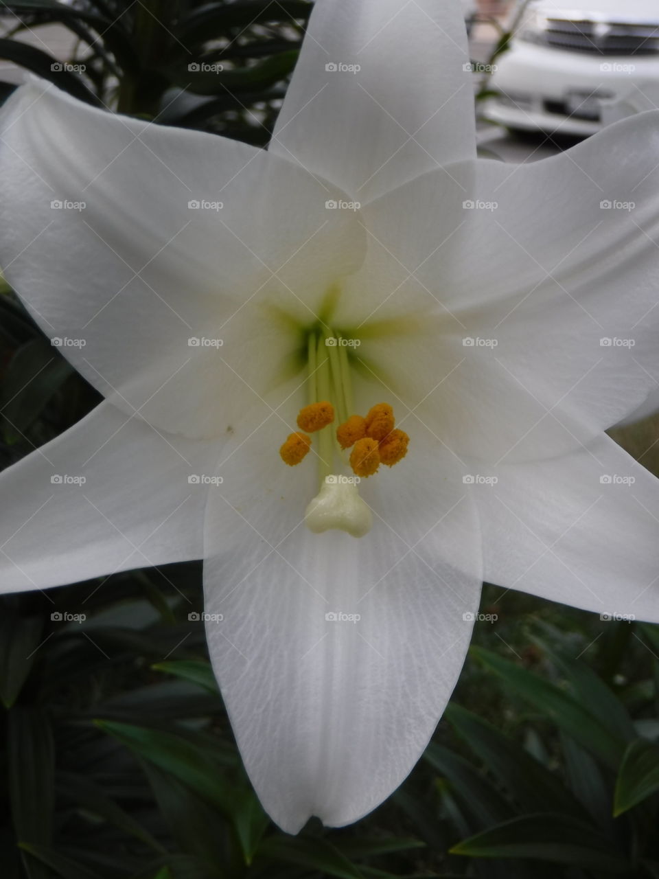 Beautiful white lily