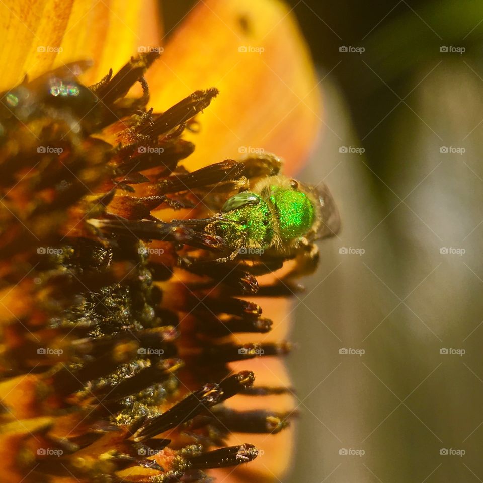 Bee looking for pollen 