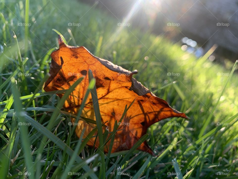 Sun lights a leaf