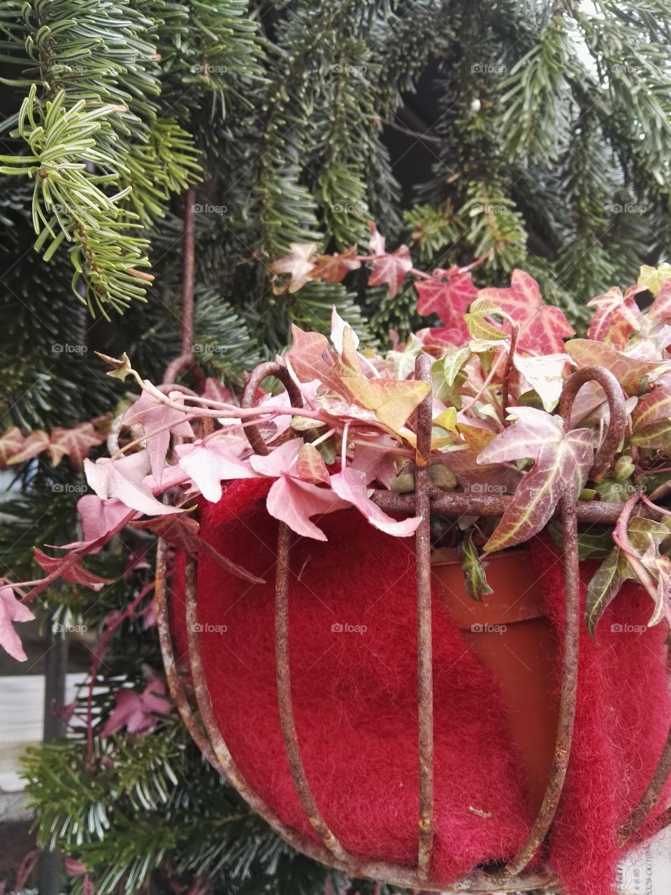 houseplant in red hanging pot