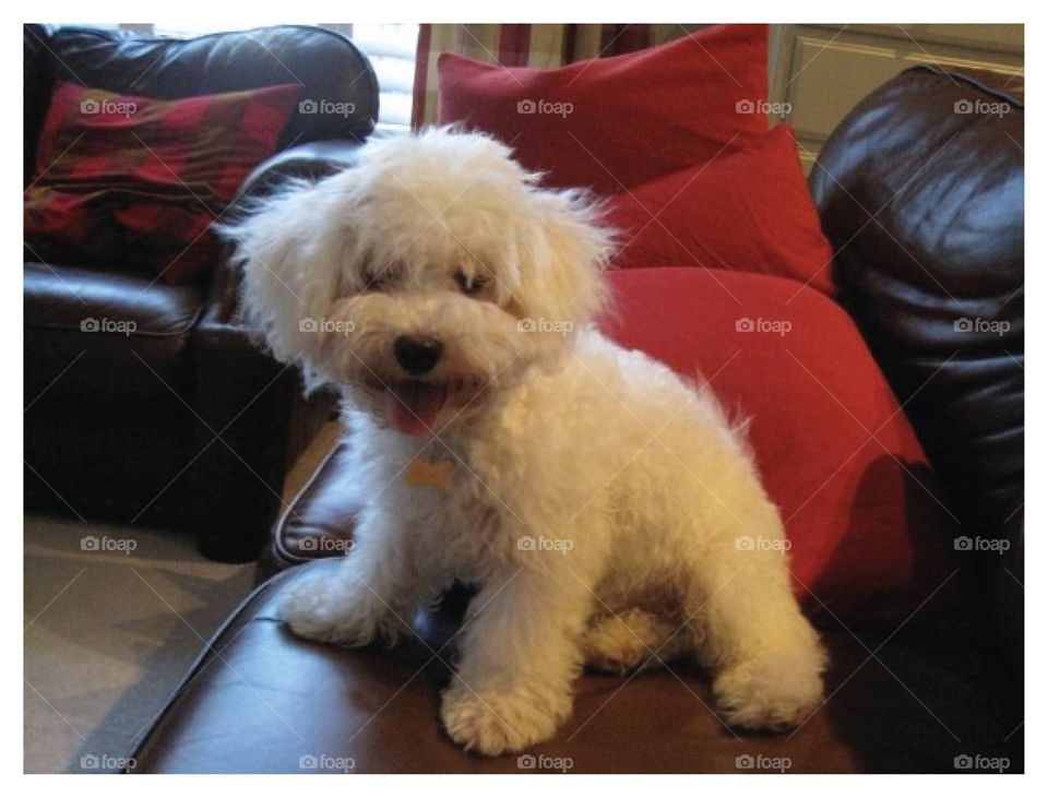 Bichon puppy