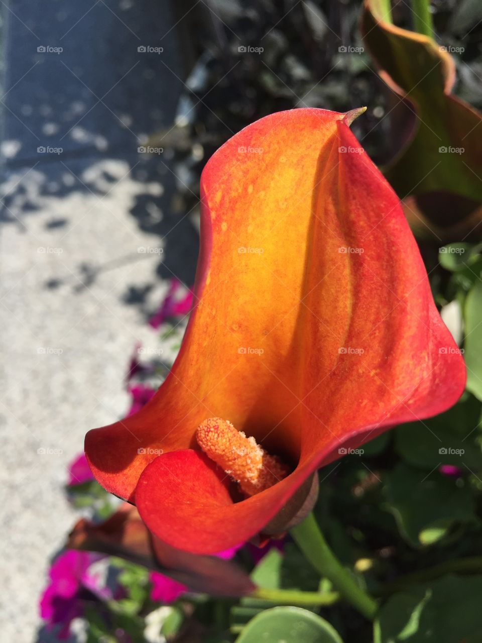 Orange Calla. Taken at Everland Resort Korea