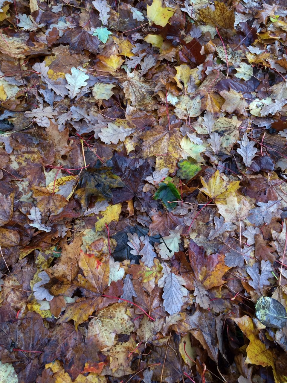 Autumn leaves, carpet. 
