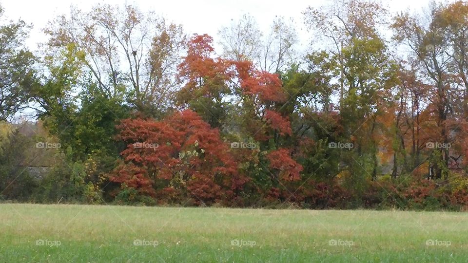 Tree, Fall, Leaf, Nature, Landscape