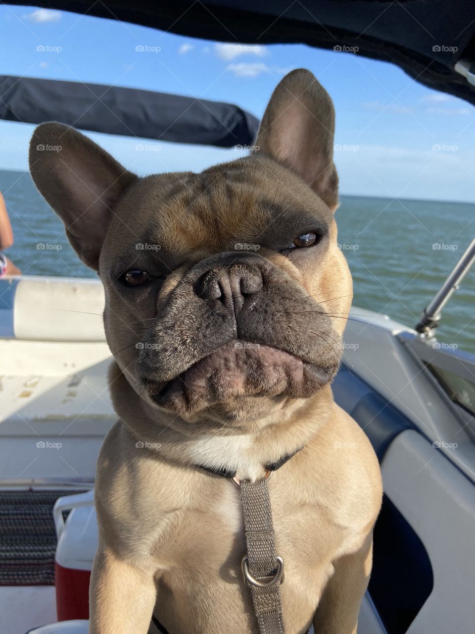 What exactly are you looking at? French Bulldog has some attitude! 