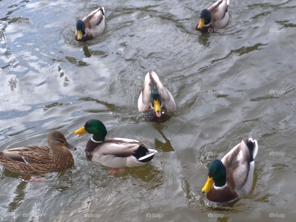 Several ducks swimming in a pond