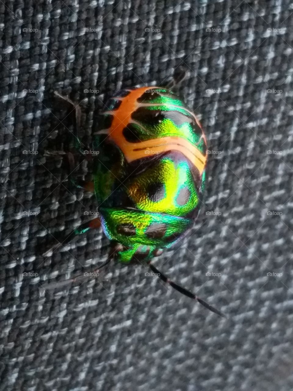 Colorful insects running above the paint.