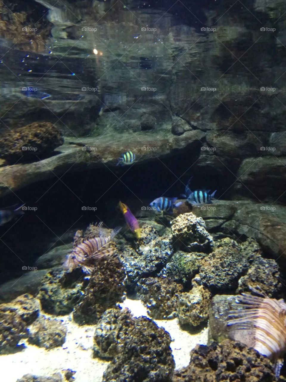 Aquarium 💦