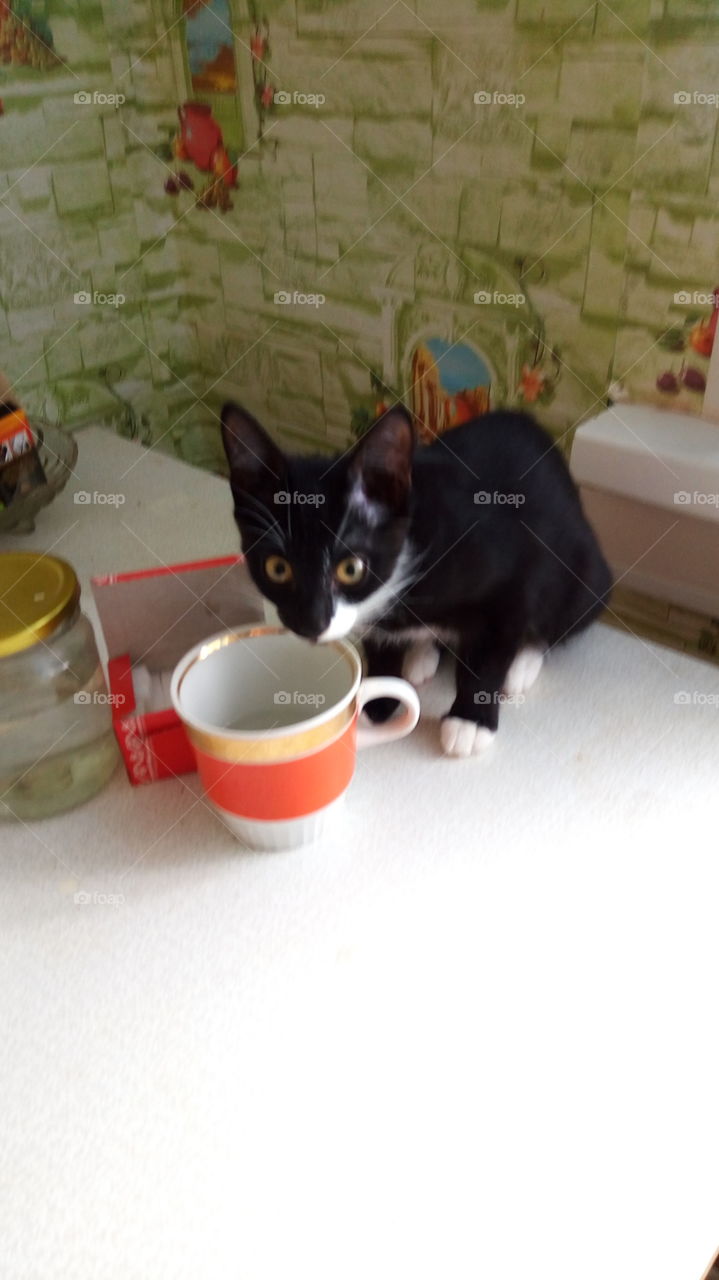 кошка.животные.