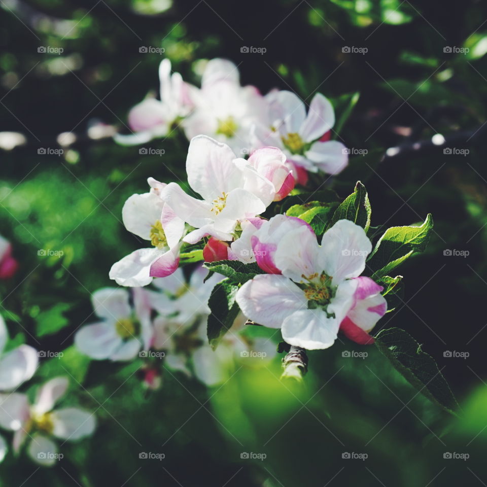 Blossom of flowers during springtime