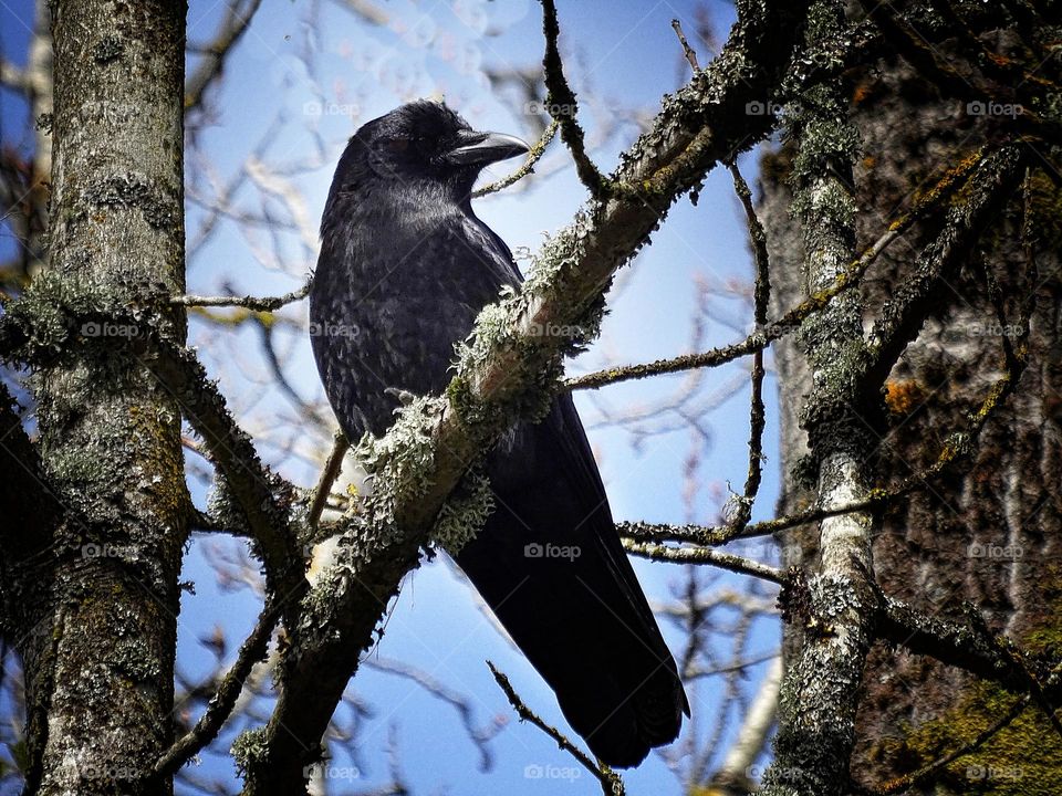 Crow