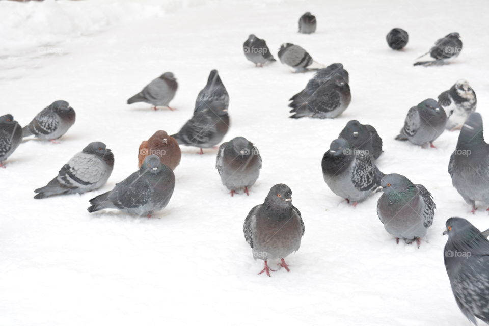 birds doves sitting in the snow in snowfall winter time