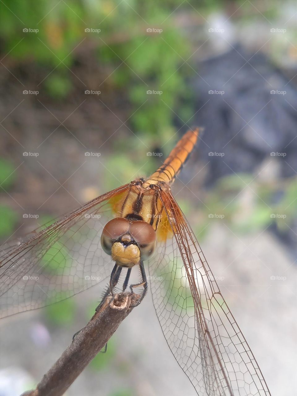 Dragonfly in the wind.