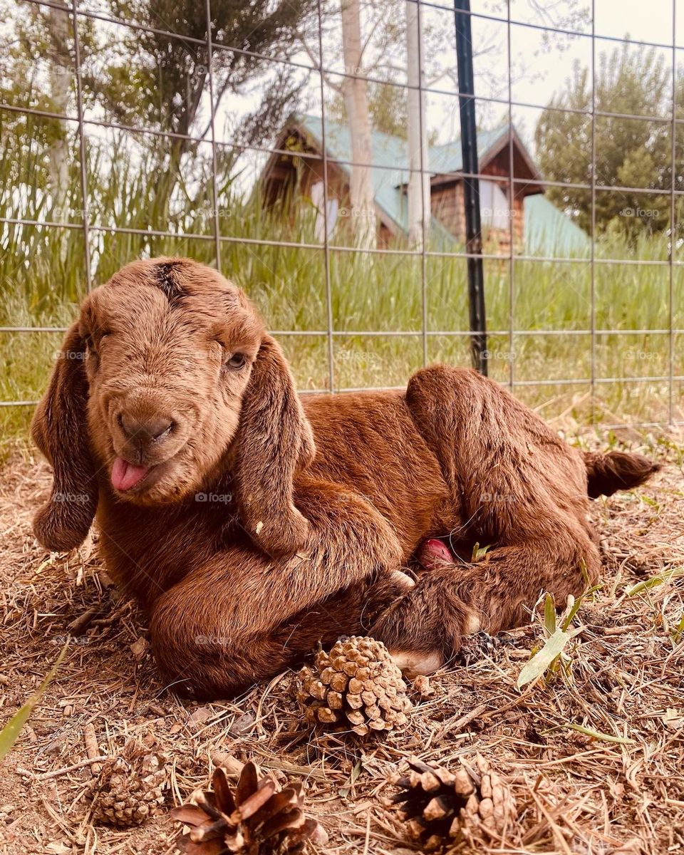 1 hour after being born