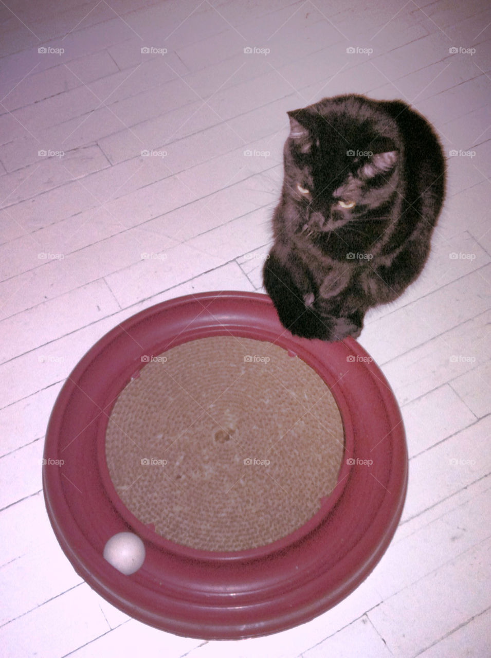 Black cat sitting next to scratching toy