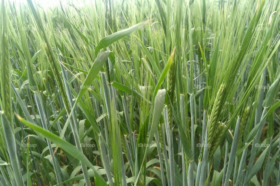 green agriculture field summer texture background