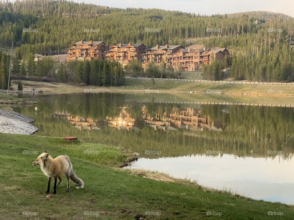 A fox checks it’s surroundings next to a lake at a nature resort. 