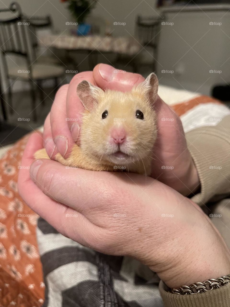 Cute beige hamster in the man’s hands 