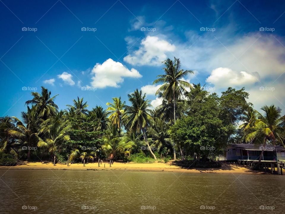 Sand beach and coconut palm trees by the Tapi River in Surat Thani, southern province of Thailand