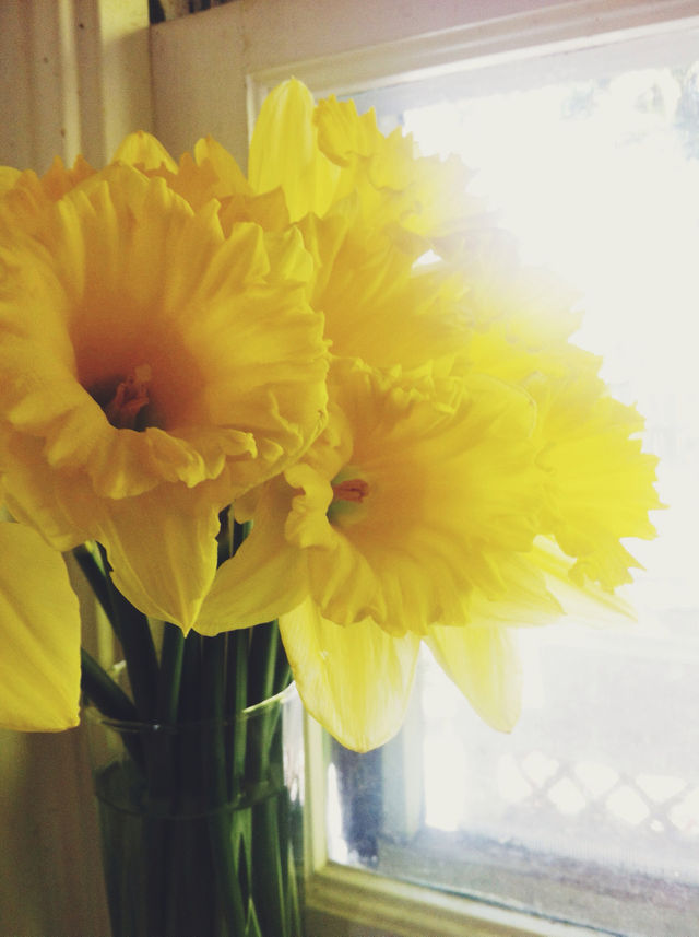 Daffodils on a window sill.