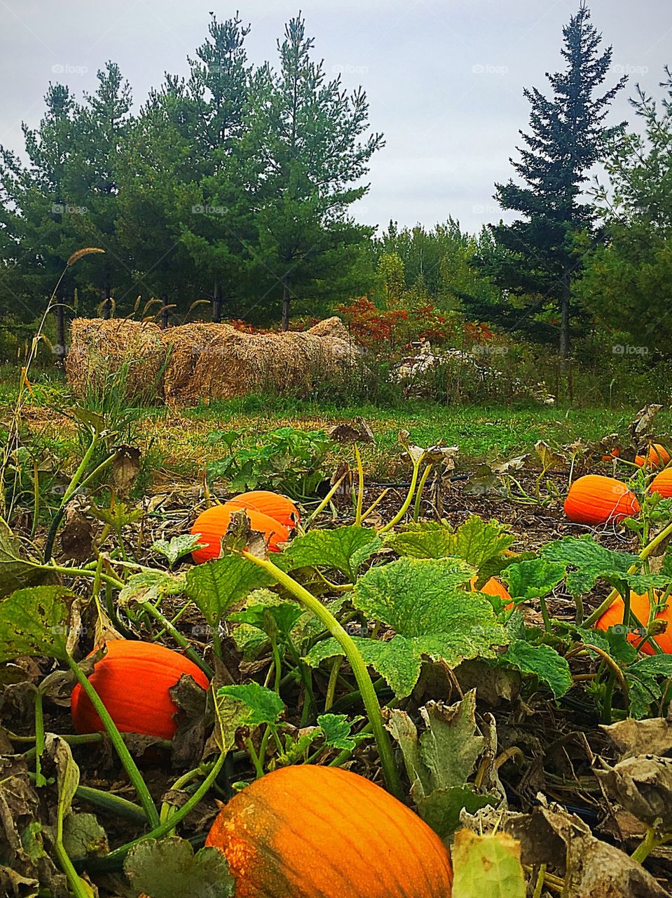 Pumpkin patch with the view on hay and forest 