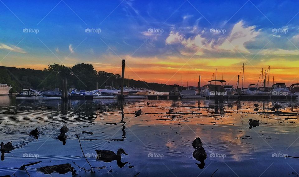 Ducks at sunset. Silhouettes of ducks swimming at a marina at sundown. 