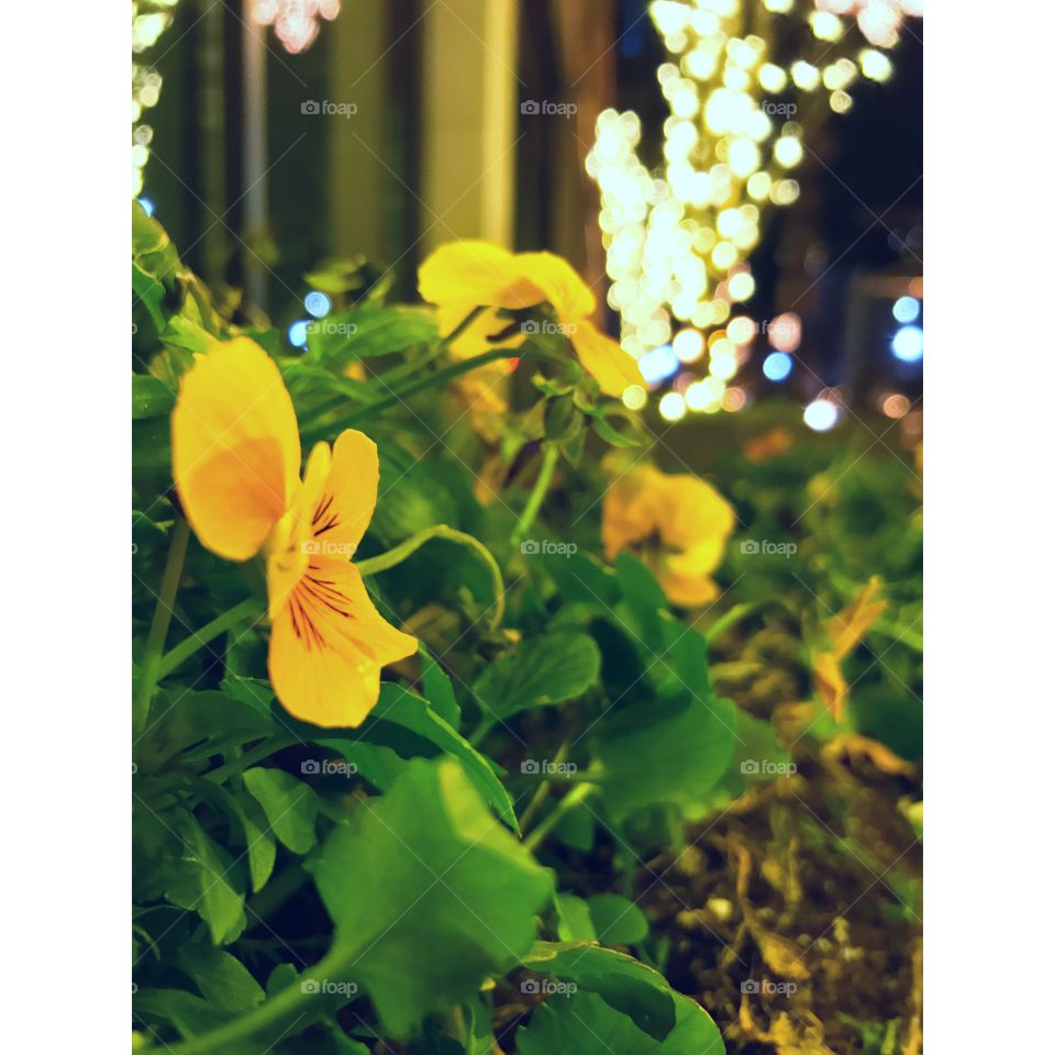 Flowers in winter