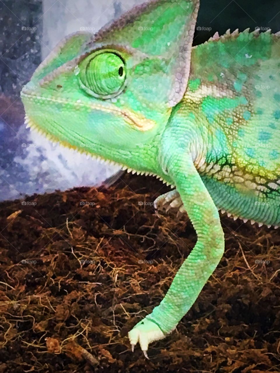 My model the chameleon