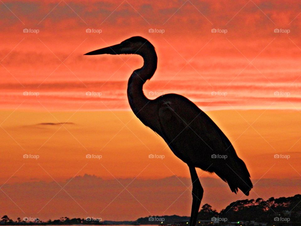 Great Blue basking in the sunset. The Great Blue Heron is the king of the wading birds! They wade in the shallows and are quite adept at catching frogs, crayfish and small fish!