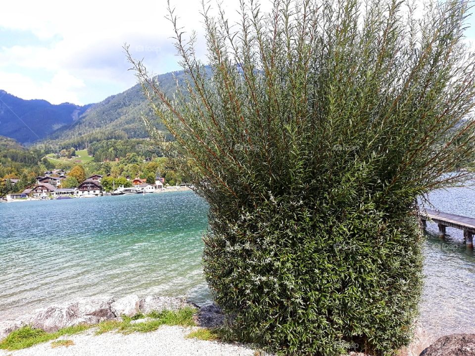 A giant plant in the nature