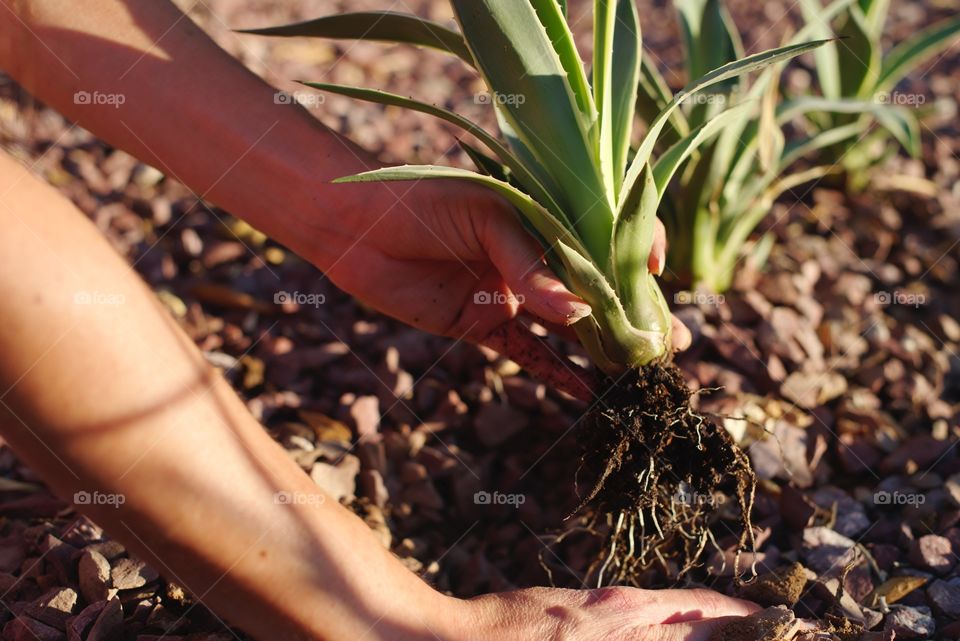 Planting Agave in the yard.