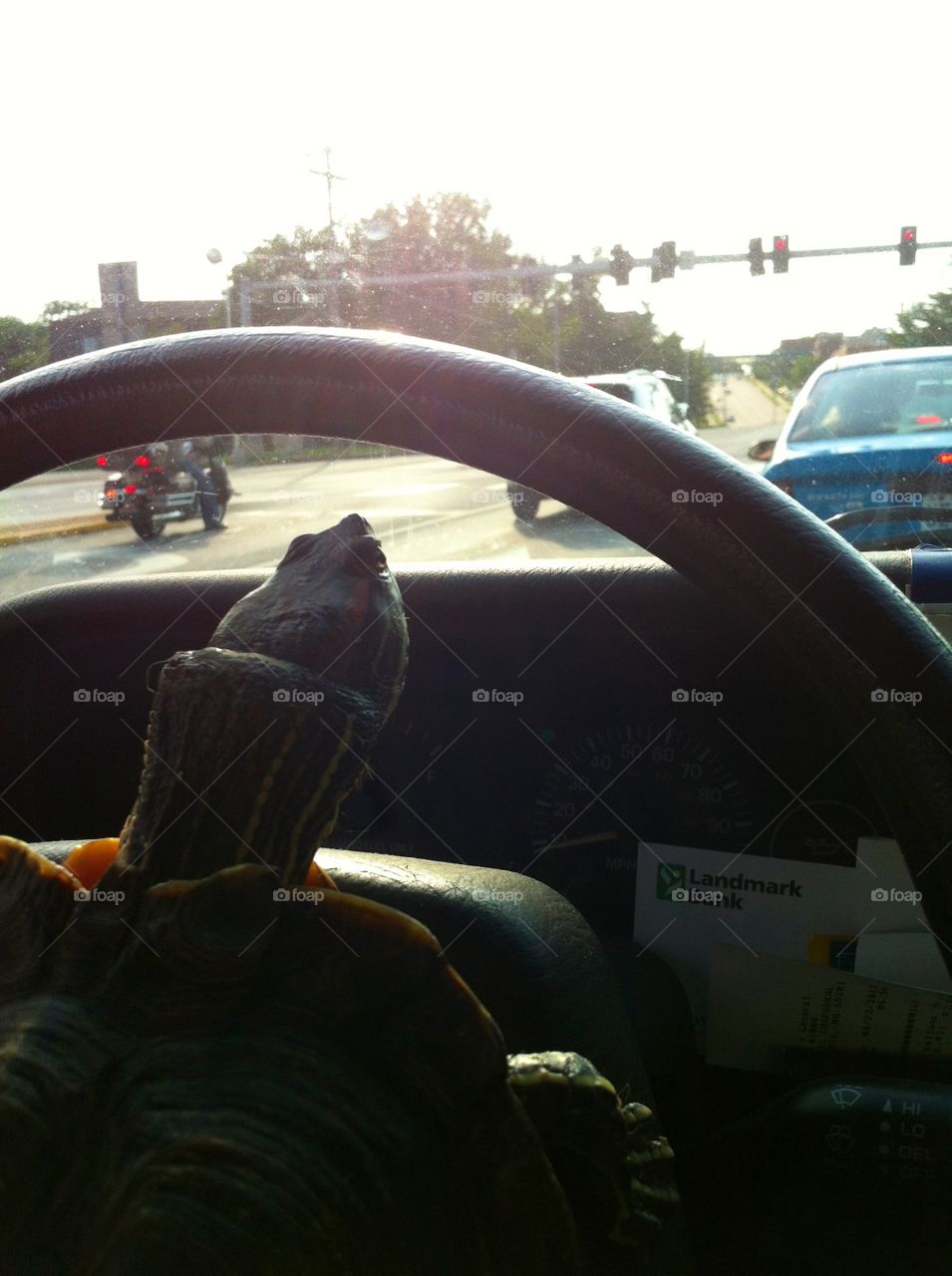 Driving turtle